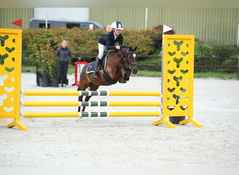 Welsh B Mix, Gelding, 7 years, 12,1 hh, Smoky-Black
