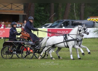 Welsh B, Gelding, 7 years, 12,1 hh, White