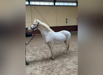 Welsh B, Gelding, 7 years, 12,2 hh, Grey