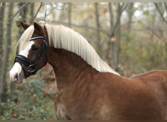 Welsh B, Gelding, 7 years, 12,3 hh, Chestnut-Red