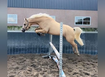 Welsh B, Gelding, 7 years, 13,1 hh, Palomino