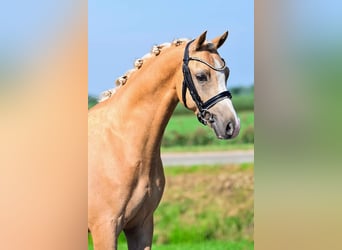 Welsh B, Gelding, 7 years, 13,1 hh, Palomino