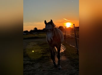Welsh B, Gelding, 7 years, 14 hh, Gray-Dapple