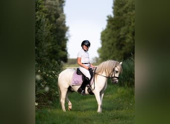 Welsh B, Gelding, 8 years, 11.2 hh, White
