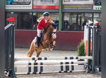Welsh B, Gelding, 8 years, 12.1 hh, Chestnut-Red
