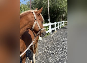 Welsh B, Gelding, 8 years, 12.2 hh, Chestnut