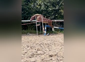 Welsh B, Gelding, 8 years, 12,2 hh, Chestnut