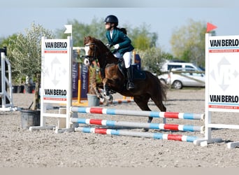 Welsh B, Gelding, 8 years, 12,1 hh, Chestnut