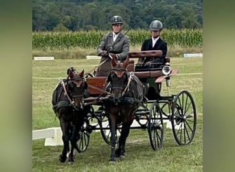 Welsh B, Gelding, 8 years, 12,3 hh, Bay-Dark