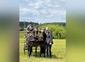 Welsh B, Gelding, 8 years, 12,3 hh, Bay-Dark