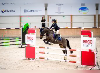 Welsh B, Gelding, 8 years, 13,1 hh, Bay-Dark