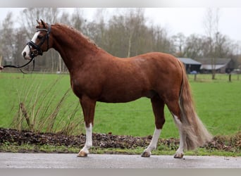 Welsh B, Gelding, 9 years, 12.1 hh, Chestnut-Red