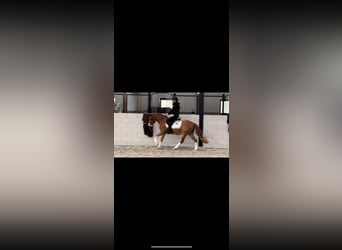 Welsh B, Gelding, 9 years, 12,1 hh, Chestnut-Red