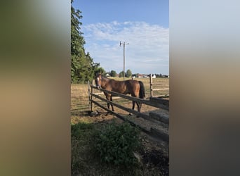 Welsh B, Gelding, 9 years, 12.2 hh, Brown