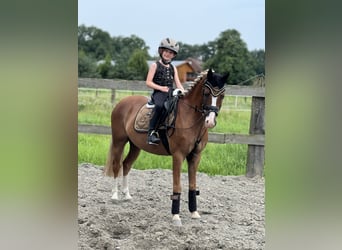 Welsh B, Gelding, 9 years, 12,3 hh, Chestnut-Red