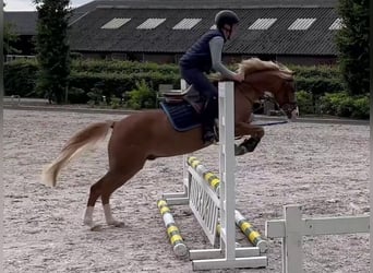 Welsh B, Gelding, 9 years, 12,3 hh, Chestnut-Red