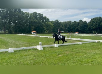 Welsh B, Gelding, 9 years, 12,1 hh, Bay-Dark