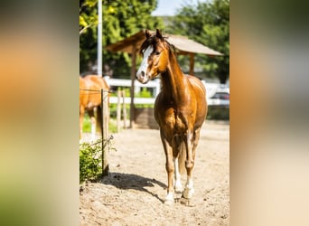 Welsh B, Gelding, 9 years, 12,1 hh, Chestnut