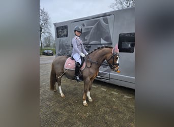 Welsh B, Gelding, 9 years, 12,2 hh, Chestnut