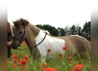 Welsh B Mix, Gelding, 9 years, 12,2 hh, Pinto