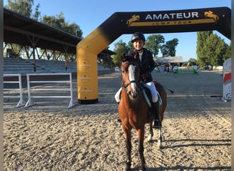 Welsh B, Gelding, 9 years, 13.1 hh, Brown