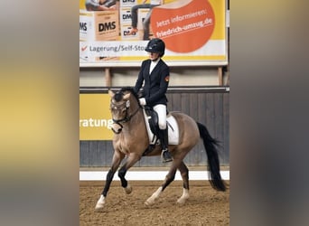 Welsh B, Gelding, 9 years, 13,1 hh, Dun