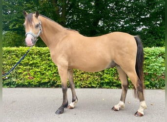 Welsh-B, Wallach, 9 Jahre, 13 hh, Buckskin