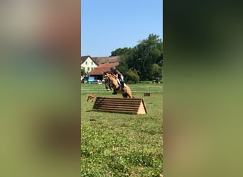 Welsh-B, Wallach, 9 Jahre, 13 hh, Buckskin