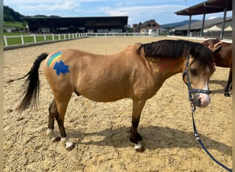 Welsh-B, Wallach, 9 Jahre, 13 hh, Buckskin