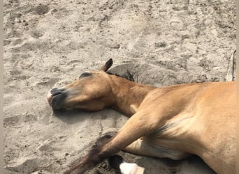 Welsh-B, Wallach, 9 Jahre, 13 hh, Buckskin