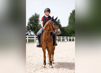 Welsh B, Gelding, 9 years, 13 hh, Chestnut-Red