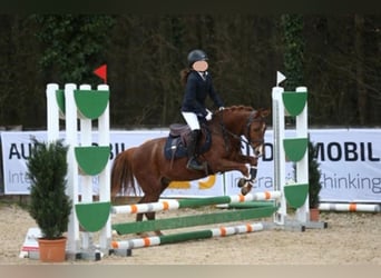 Welsh B, Gelding, 9 years, 13 hh, Chestnut-Red