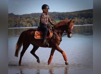 Welsh B, Gelding, 9 years, 13 hh, Chestnut-Red