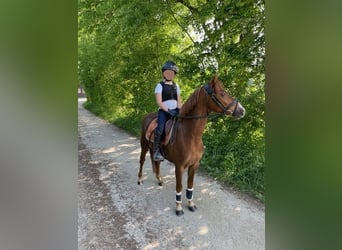 Welsh B, Gelding, 9 years, 13 hh, Chestnut-Red