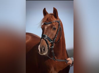 Welsh B, Gelding, 9 years, 13 hh, Chestnut-Red