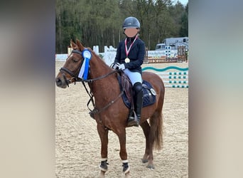 Welsh B, Gelding, 9 years, 13 hh, Chestnut-Red