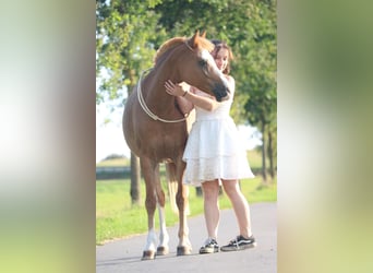 Welsh B, Gelding, 9 years, 13,1 hh, Chestnut-Red