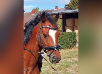 Welsh B Mix, Gelding, 9 years, 13,2 hh, Brown