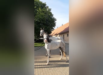 Welsh-B, Giumenta, 10 Anni, 133 cm, Grigio
