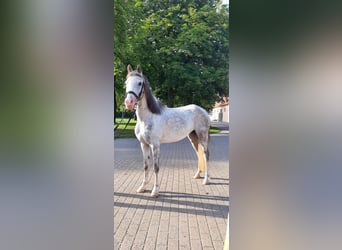 Welsh-B, Giumenta, 10 Anni, 133 cm, Grigio