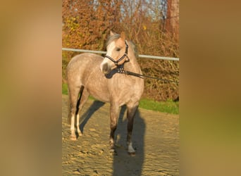 Welsh-B, Giumenta, 10 Anni, 134 cm, Palomino