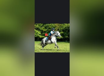 Welsh-B, Giumenta, 11 Anni, 121 cm, Grigio pezzato