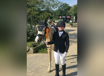 Welsh-B, Giumenta, 11 Anni, 131 cm, Palomino
