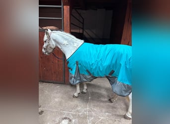 Welsh-B Mix, Giumenta, 11 Anni, 132 cm, Grigio