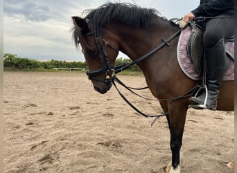 Welsh-B, Giumenta, 11 Anni, 136 cm, Baio