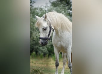 Welsh-B, Giumenta, 12 Anni, 119 cm, Grigio pezzato