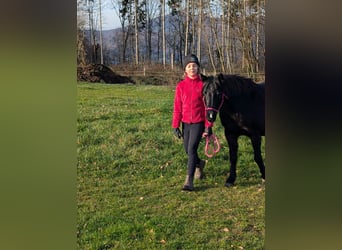 Welsh-B Mix, Giumenta, 12 Anni, 128 cm, Morello