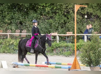 Welsh-B Mix, Giumenta, 12 Anni, 128 cm, Morello