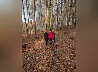 Welsh-B Mix, Giumenta, 12 Anni, 128 cm, Morello