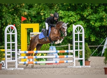 Welsh-B, Giumenta, 12 Anni, 128 cm, Sauro